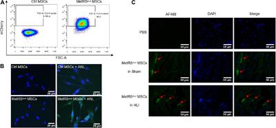 Deciphering the in vivo Dynamic Proteomics of Mesenchymal Stem Cells in Critical Limb Ischemia